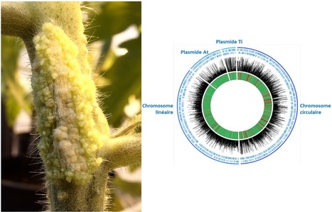 Comment le pathog&egrave;ne Agrobacterium survit dans son h&ocirc;te v&eacute;g&eacute;tal ? | Life Sciences Universit&eacute; Paris-Saclay | Scoop.it