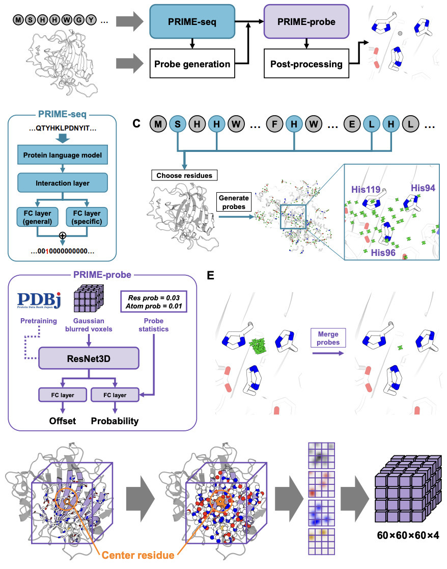 Probe-Based Identification of Metal-Binding Sit...