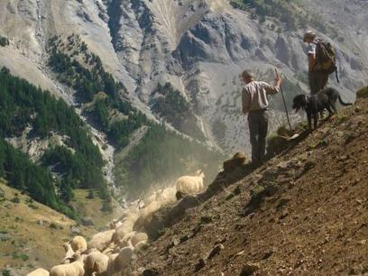 Des bergers en renfort dans les alpages des Ecrins | Biodiversité | Scoop.it