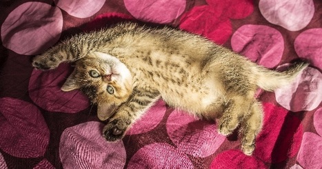 Les chats et les huiles essentielles : un mariage malheureux ! | Aromathologie | Scoop.it