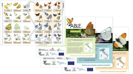  Guides de terrain pour l'identification des papillons  | Insect Archive | Scoop.it