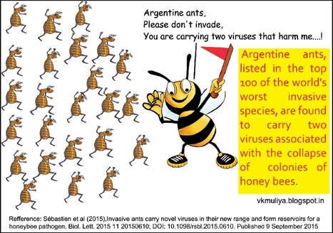 Les fourmis argentines sont porteuses d'un virus mortel pour l'abeille domestique | EntomoNews | Scoop.it