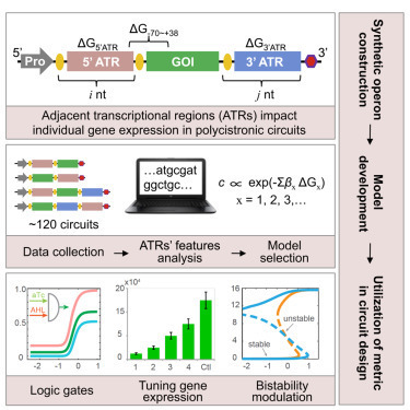 Design of Adjacent Transcriptional Regions to Tune Gene Expression and Facilitate Circuit Construction | RMH | Scoop.it