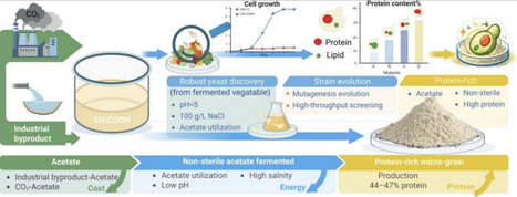 Evolving natural yeast to protein-rich micro-grain adaptable for non-sterile low-carbon biomanufacturing | RMH | Scoop.it