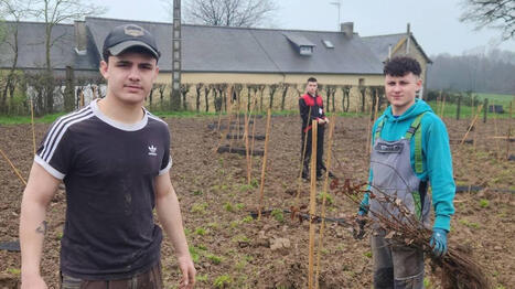 Des &eacute;tudiants de l&rsquo;Agricampus de Laval ont plant&eacute; un kilom&egrave;tre de haie dans le nord de la Mayenne - Ouest France | Agriculture en Pays de la Loire | Scoop.it