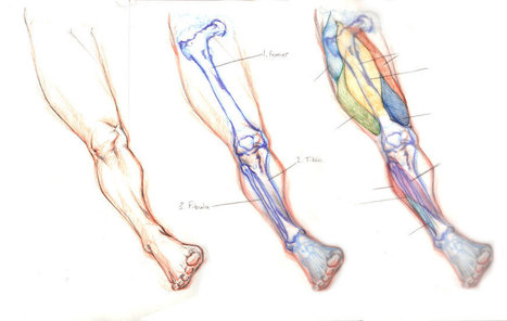 Leg Drawing Reference Guide | Drawing References and Resources | Scoop.it