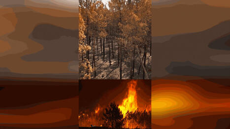 Apr&egrave;s les incendies, que vont devenir les bois br&ucirc;l&eacute;s ? &ndash; | Biodiversit&eacute; - @ZEHUB on Twitter | Scoop.it