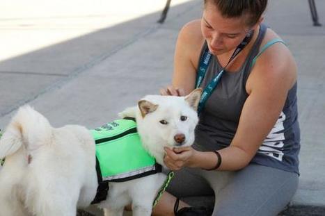 Empathetic, calm dogs try to rescue owners in distress, study finds  | Empathy and Animals | Scoop.it