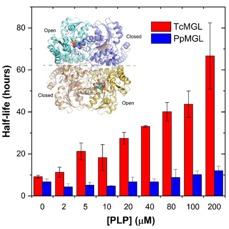 Une enzyme de bactérie thermophile candidate pour la thérapie anticancéreuse | Life Sciences Université Paris-Saclay | Scoop.it