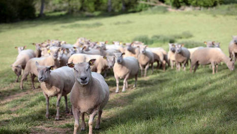 Élevage. Tech-Ovin, le salon national professionnel du mouton, les 8 et 9 septembre à Bellac | Actualité Bétail | Scoop.it