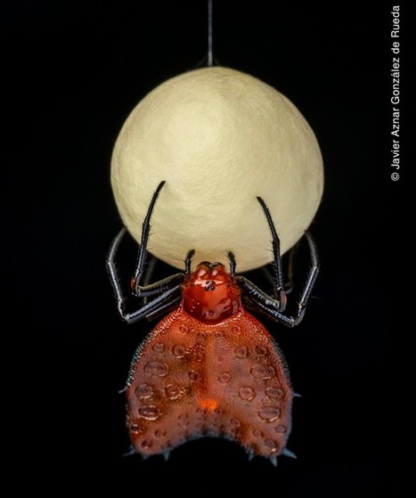 Wildlife Photographer of the Year, prix du public 2022 : Parmi les 25 photographies présentées, votez pour celle que vous préférez avant le 2 février | Natural History Museum | Variétés entomologiques | Scoop.it