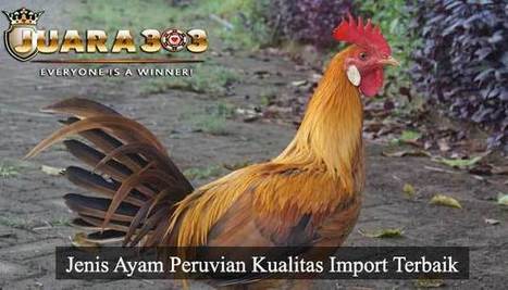 Cara Merawat Ayam Saigon Super Dan Asli Berit