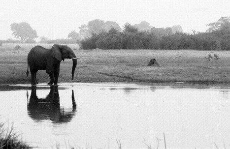 Afrique : Le continent noir protège ses sanctuaires écologiques | Ecotourisme | Scoop.it