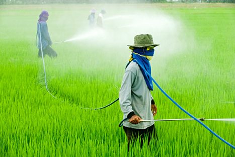 Intolérance au gluten : Monsanto serait responsable | Toxique, soyons vigilant ! | Scoop.it