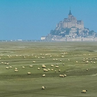 L’agneau des Prés-salés du Mont-Saint-Michel obtient l’AOP | La Gazette des abattoirs | Scoop.it