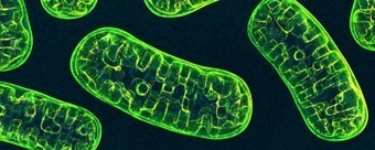 New Gene Editing Tool (with old TALEN domains ;)) Corrects Mutations in Mitochondrial DNA | TAL effector science | Scoop.it