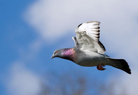 Pigeons' navigation skill not down to iron-rich beak cells: study | Science News | Scoop.it