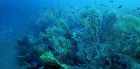 Inside the MEDITERRANEAN sea&rsquo;s &lsquo;animal forests&rsquo;: an encounter with the gorgonian corals | CIHEAM Press Review | Scoop.it