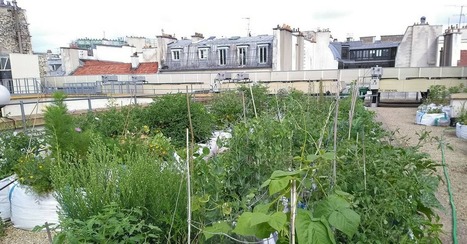 À #Paris, cette l'#association #VeniVerdi installe des #potagers sur les #toits des #écoles. (#VIDÉO) | RSE et Développement Durable | Scoop.it