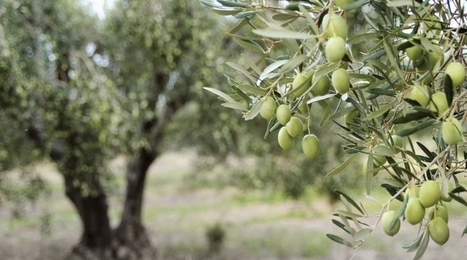 L'Unesco proclama la Giornata internazionale dell'olivo | OLIVE NEWS | Scoop.it