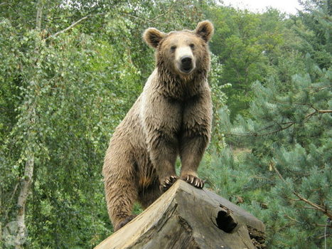 Mais au fait, que faire lorsqu’on croise sur son chemin un ours dans les Pyrénées ?  | Vallées d'Aure & Louron - Pyrénées | Scoop.it