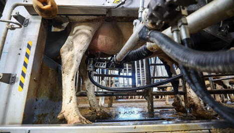 Intelligence artificielle mise à l'honneur au SPACE de Rennes | Innovation Agro-activités et Bio-industries | Scoop.it