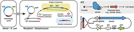 Inducible CRISPRi enables efficient and high-fidelity genome editing in Streptomyces | nar | RMH | Scoop.it