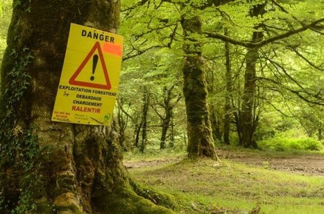 Dans les Pyrénées, un projet de scierie géante menace les équilibres forestiers | Vallées d'Aure & Louron - Pyrénées | Scoop.it