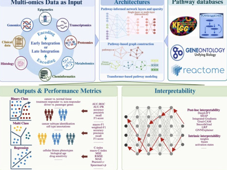 Pathway-Guided Architectures for Interpretable AI in Biological Research | csb | RMH | Scoop.it