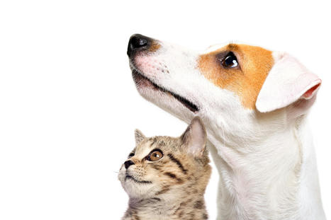 Tout savoir sur la loi du 30 novembre 2021 de lutte contre la maltraitance animale | Veille juridique du CDG13 | Scoop.it