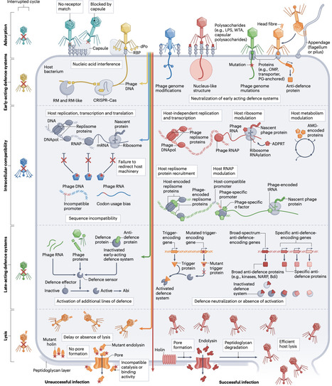 Phage host range: determinants, dynamics and applications | Nrm | RMH | Scoop.it