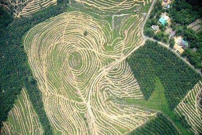 RSPO promises to defeat palm oil-linked deforestation | Responsible Sourcing | Scoop.it