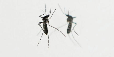 Chine / deux moustiques permettent l’arrestation d’un voleur | Variétés entomologiques | Scoop.it