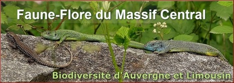 Faune-Flore du Massif Central | Variétés entomologiques | Scoop.it