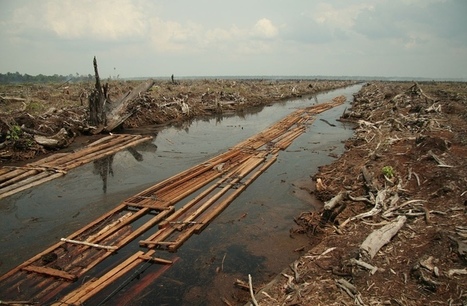Deforestation Out Of Control  - The On Going 6th Mass Extinction | BIODIVERSITY IS LIFE  – | Scoop.it