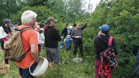La cueillette des plantes du littoral ne sera pas réglementée | Radio-Canada.ca | Revue de presse La Matanie | Scoop.it