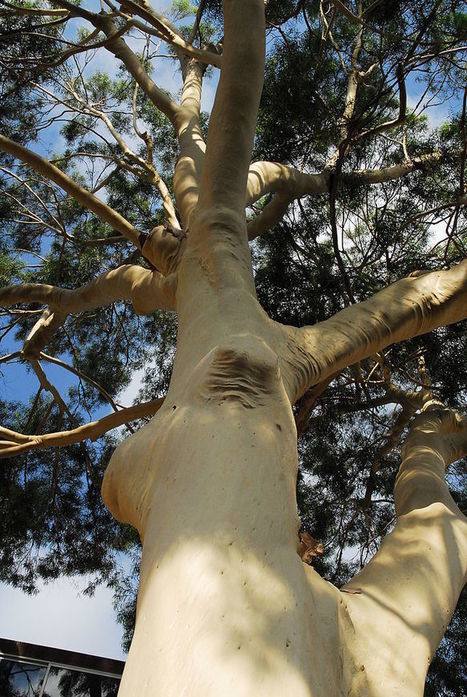 Huile essentielle Eucalyptus citronné:  vrai anti-douleur | La Cabane aux Arômes | Scoop.it
