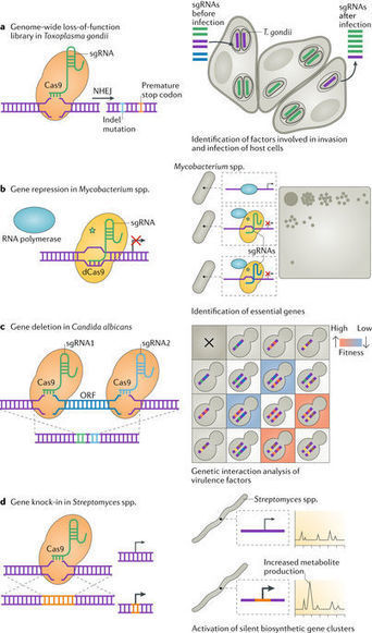 CRISPR-based genomic tools for the manipulation of genetically intractable microorganisms | RMH | Scoop.it