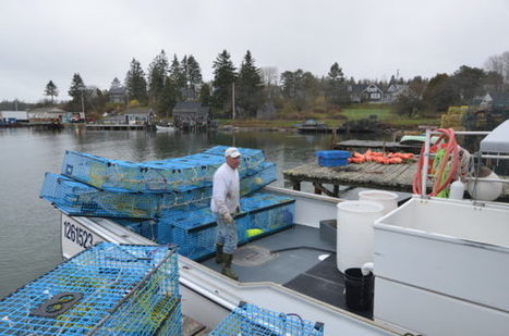 Maine’s lobster industry braces for ‘catastrophic’ cuts to bait fish catch — State — Bangor Daily News — BDN Maine | HALIEUTIQUE MER ET LITTORAL | Scoop.it