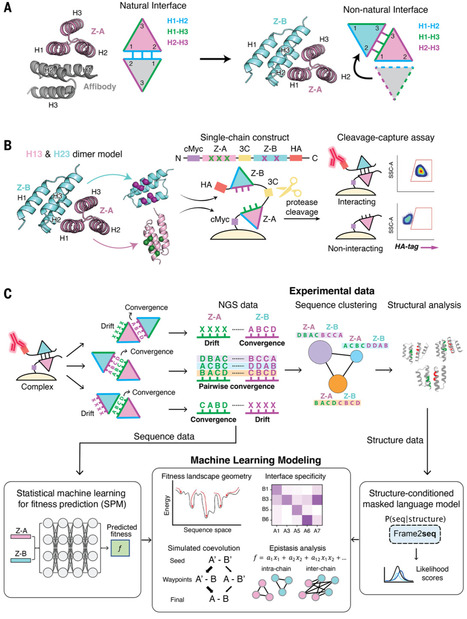 Structural ontogeny of protein-protein interactions | sci | RMH | Scoop.it