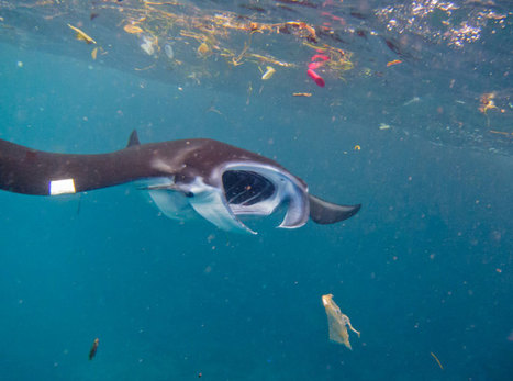 Baleines et requins : les nouvelles victimes de nos déchets microplastiques | Zones humides - Ramsar - Océans | Scoop.it