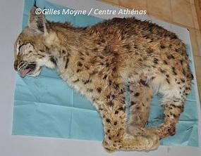 Un 3ème lynx tué sur la route | Pastoralisme Ours Loups Lynx | Scoop.it
