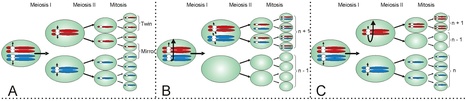 PLoS ONE: Meiosis Drives Extraordinary Genome Plasticity in the Haploid Fungal Plant Pathogen Mycosphaerella graminicola | Plant Pathogenomics | Scoop.it