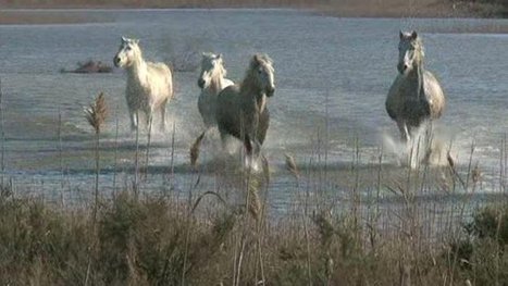 Camagri : la Camargue accueille la 15e &eacute;dition du salon du cheval ce week-end - France 3 Provence-Alpes | Salon du Cheval | Scoop.it