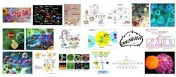 L'immunoblog-on-line | Immunology for University Students | Scoop.it