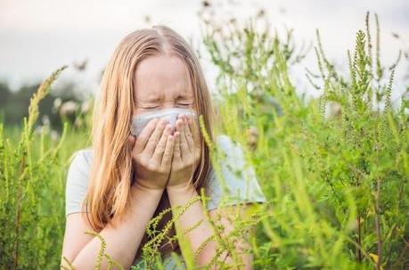 Ambroisie : les allergies ont commencé, premier pic prévu début août | Les Colocs du jardin | Scoop.it
