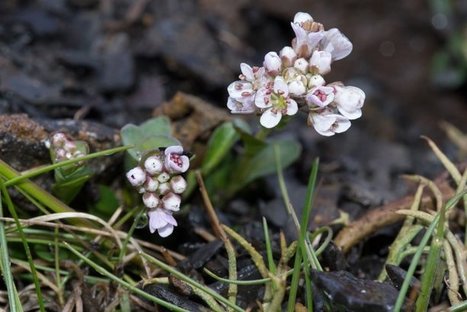 Pour dépolluer sols et eaux, une solution efficace et écolo : les plantes | SCIENCES DU VEGETAL | Scoop.it