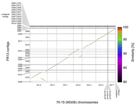 Zenodo: Nanopore sequencing of genomic DNA from Magnaporthe oryzae isolates from different hosts (2019) | Plant Pathogenomics | Scoop.it