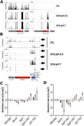 Using TraDIS as a complementary approach to long term evolution for mapping adaptive mutations in Escherichia coli | PLOS | RMH | Scoop.it