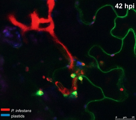 PNAS: Phytophthora infestans effector AVRblb2 prevents secretion of a plant immune protease at the haustorial interface (2011) | Publications | Scoop.it